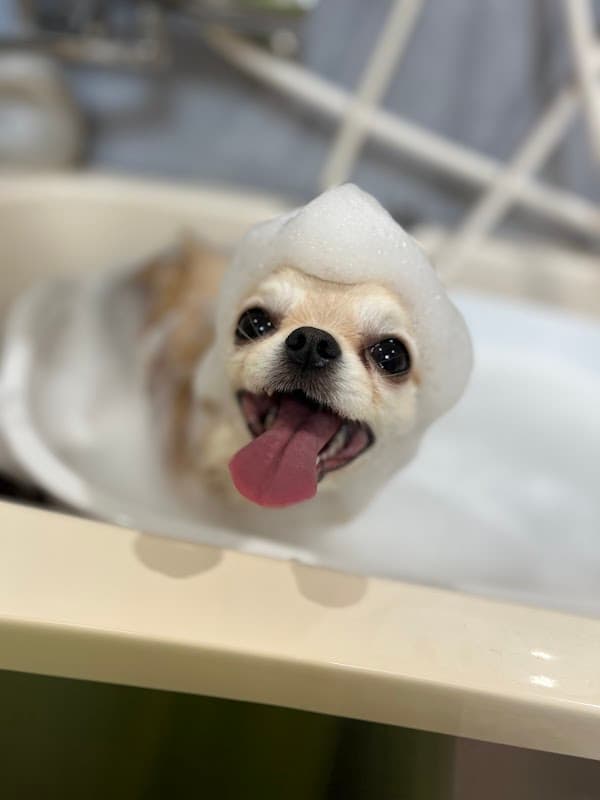 Dog room シフォンの写真3