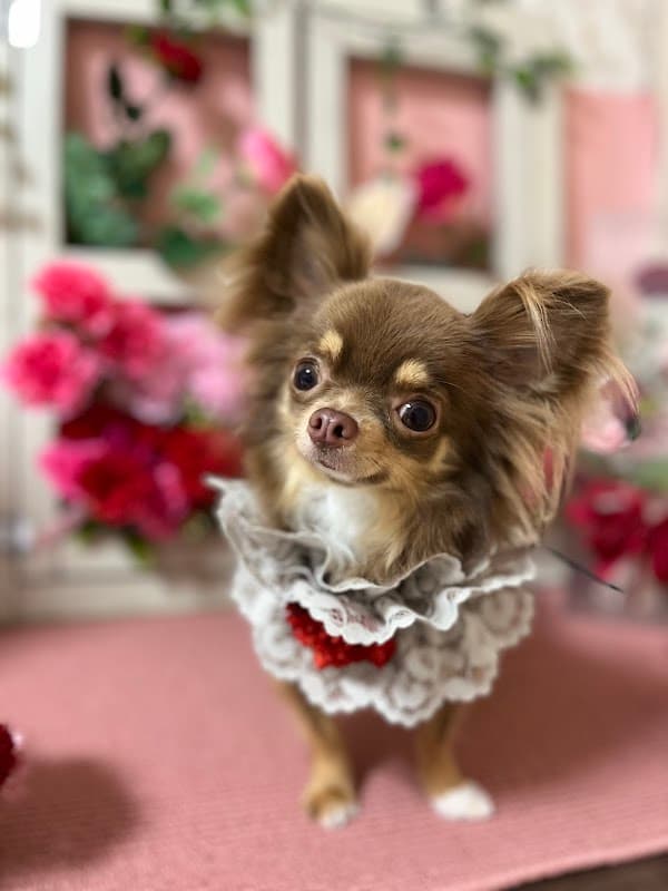 Dog room シフォンの写真4
