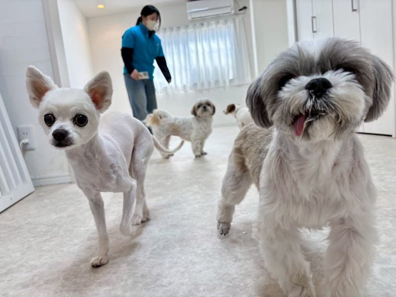 犬の総合施設BLISS total dog salon蒲生四丁目店の写真