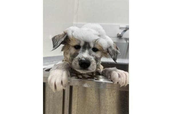 PET COMPANY ふらっとワンの写真