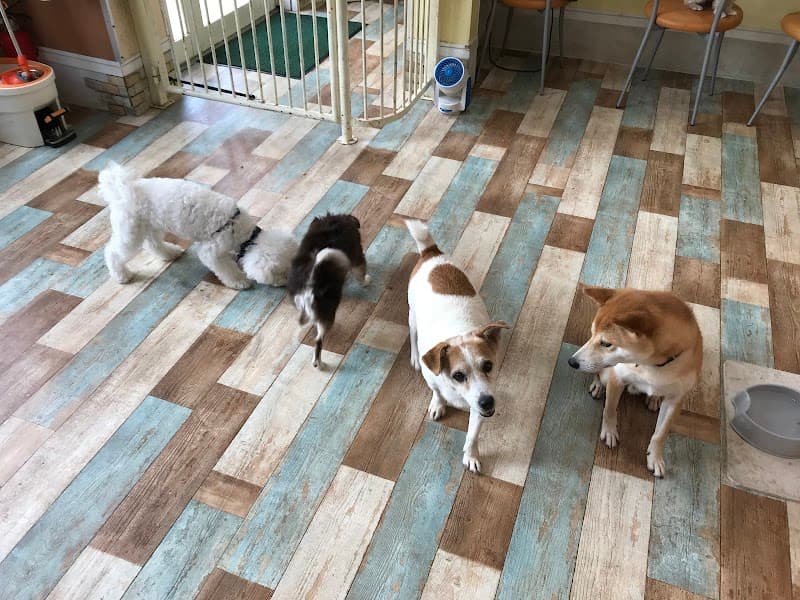 Dog Mateの写真1