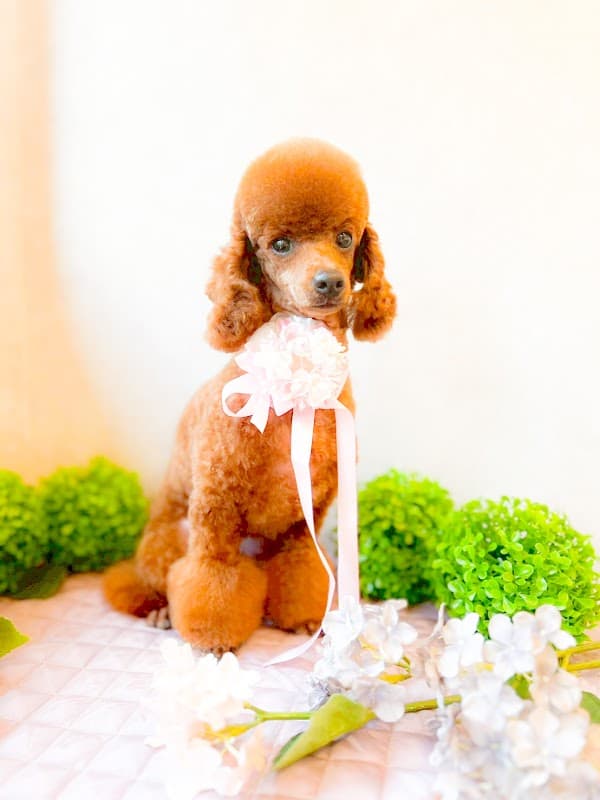 大人美犬の写真