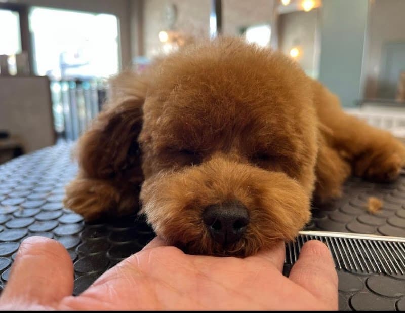 ドッグサロン アムール dog salon Amourの写真1
