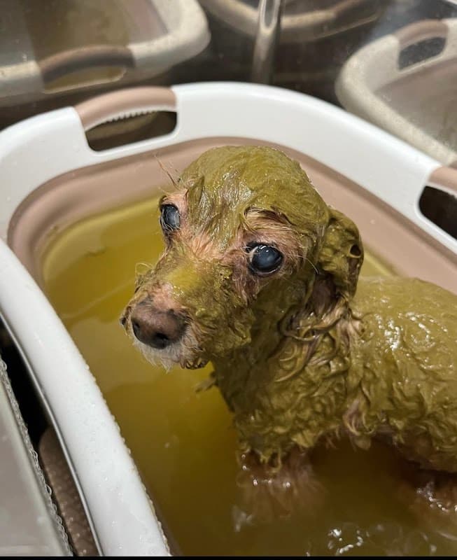 ドッグサロン アムール dog salon Amourの写真3