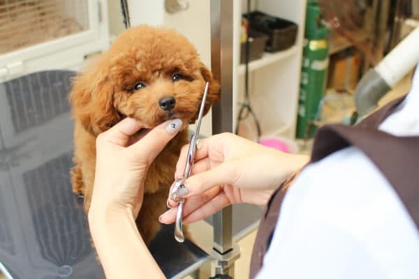 PET-SPA白金プラチナ通り店の写真1