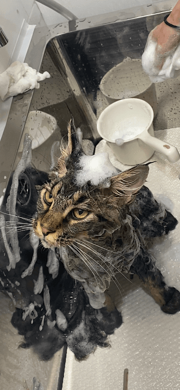 猫専門サロン・ホテルClaw Cat's Resort(キャットサロン・ホテルクロウキャッツリゾート)の写真1