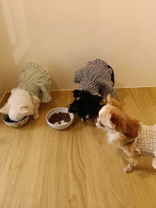 ドッグホテルほっと・ふぃーるどの写真