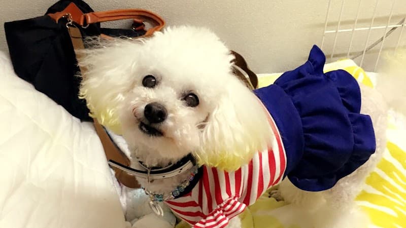 PetitDog トリミングの写真