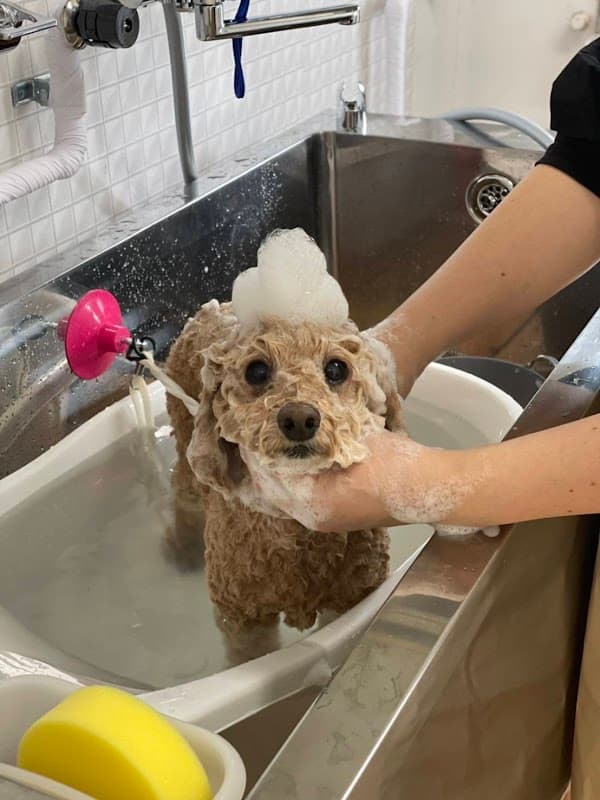 Dog salon Sora(ドッグサロン ソラ)の写真