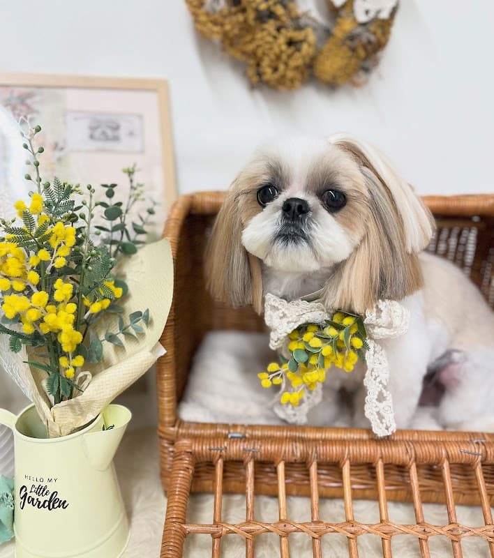 Pet Salon Figaro de tail【トリミング・ペットホテル】の写真