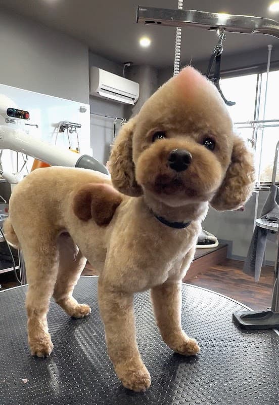 Pet Salon Vanda (ペットサロン バンダ)の写真1