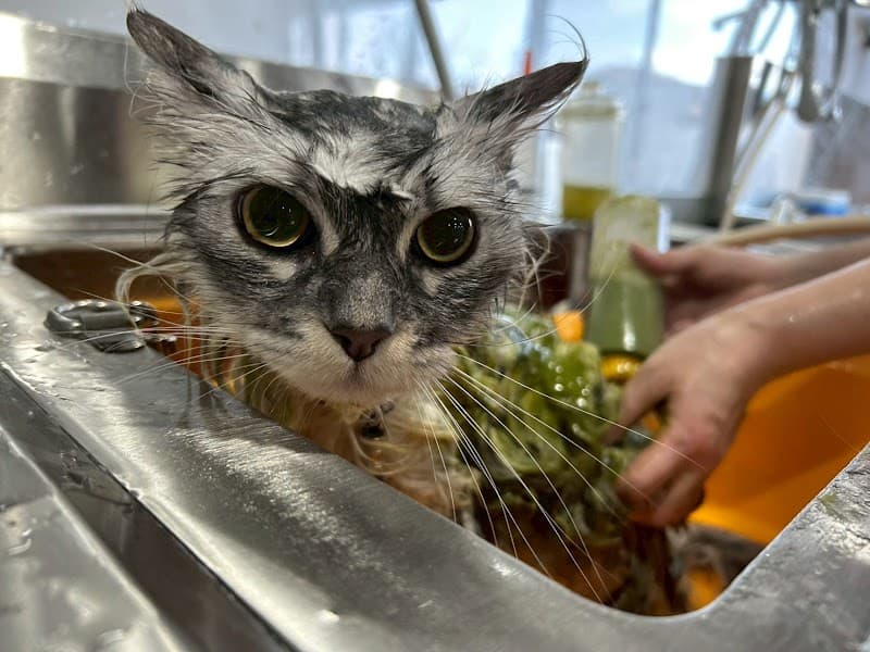 Pet Salon Vanda (ペットサロン バンダ)の写真3