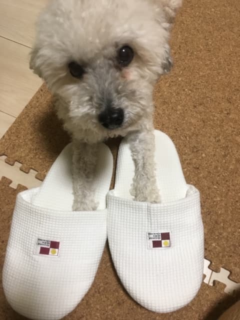 プライベートペットホテルWANピースの写真1