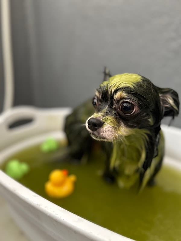 Dogspa azooの写真