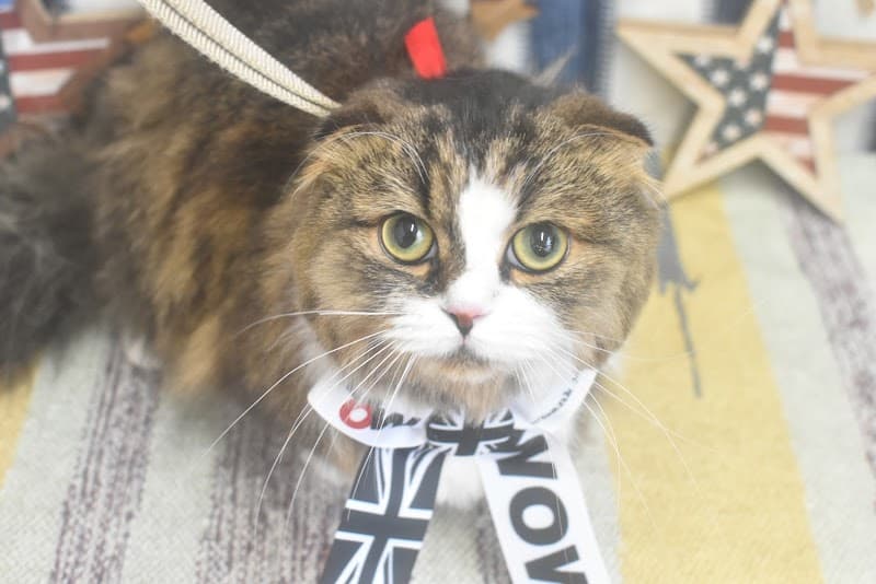 CUTIE★DOG by Emiko Yabukiの写真1
