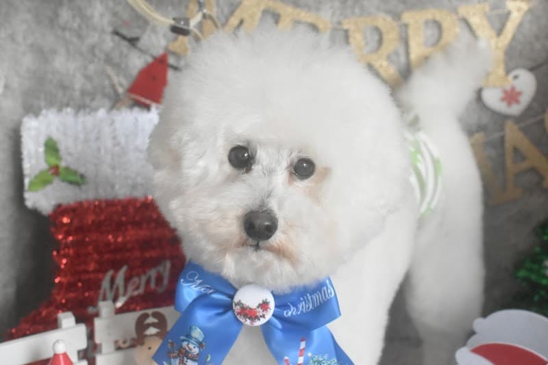 CUTIE★DOG by Emiko Yabukiの写真2