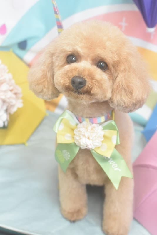 CUTIE★DOG by Emiko Yabukiの写真3