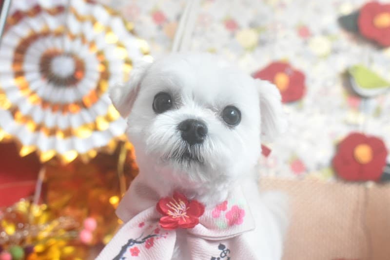 CUTIE★DOG by Emiko Yabukiの写真4
