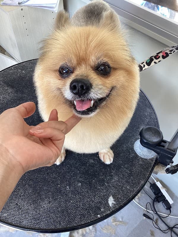 ドッグサロンキュンキュン(薩摩川内市小型犬専門サロン)の写真3