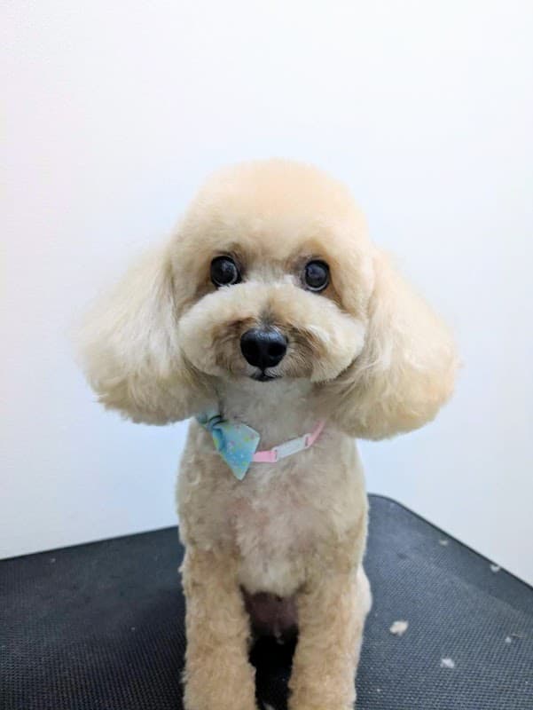Dogsalon kapilina(ドッグサロンカピリナ)の写真