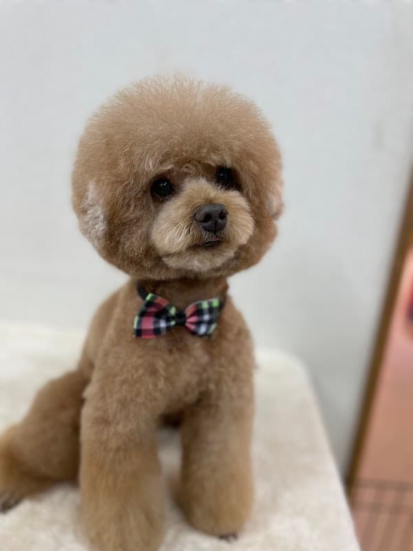 バウ(BAW)DOGSの写真1