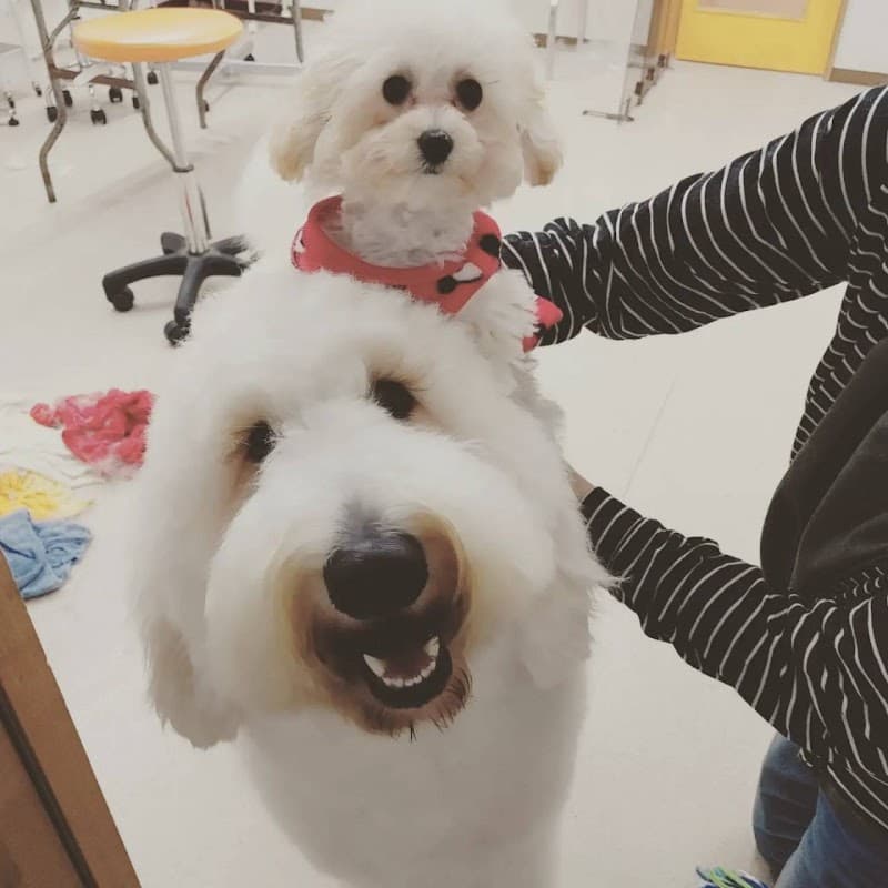バウ(BAW)DOGSの写真4
