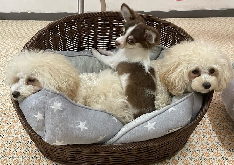 バウ(BAW)DOGSの写真5