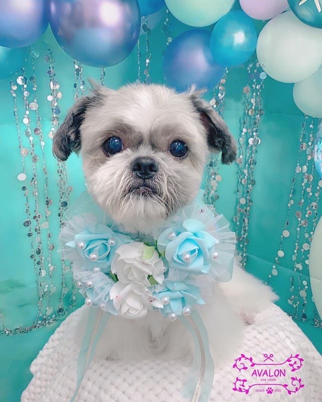 DOG SALON AVALONの写真