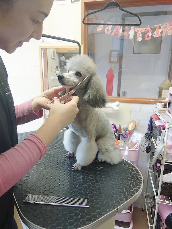 ペット美容室LoveDogの写真1