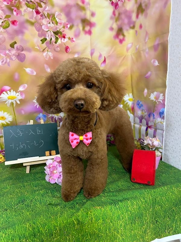 ペット美容室LoveDogの写真2