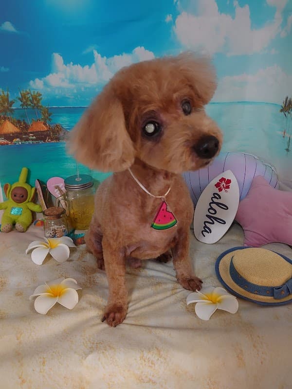 ペット美容室LoveDogの写真3