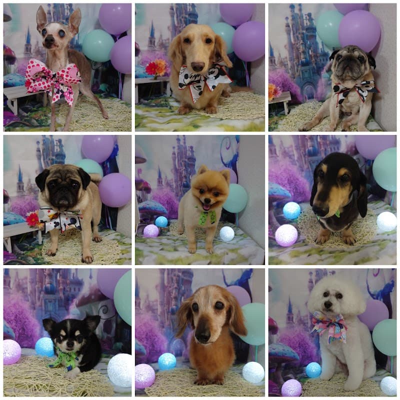 ペット美容室LoveDogの写真4