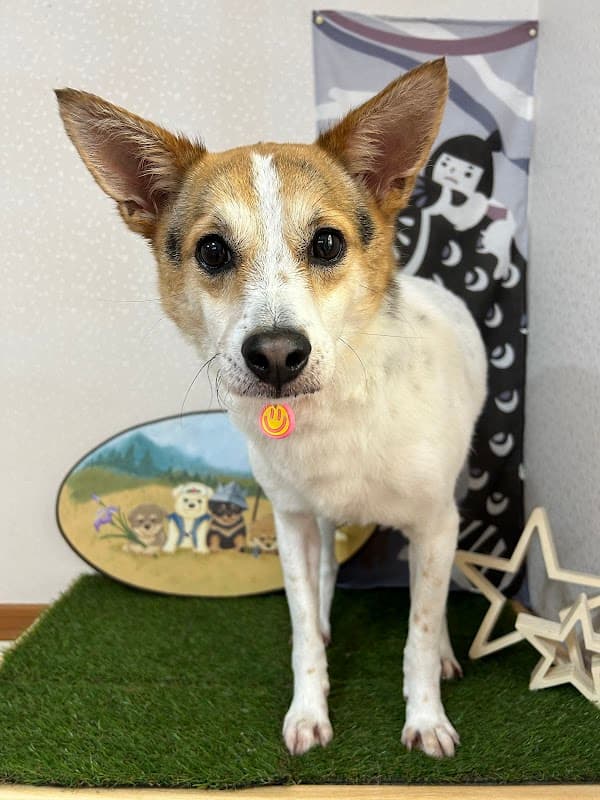 ペット美容室LoveDogの写真5