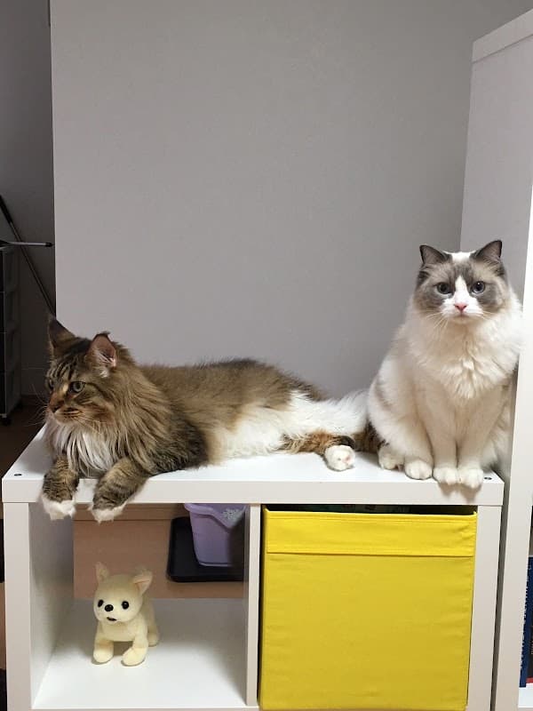 ダズウェル ペットバディ (Dadswell Pet Buddy)の写真