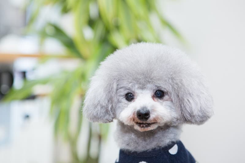 Pet Salon Doggy(ペット サロン ドギー)の写真