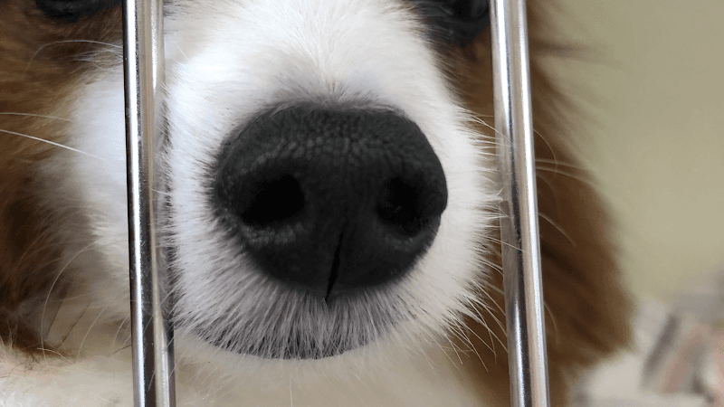 小型犬の美容室 ドッグサロン ナナの写真