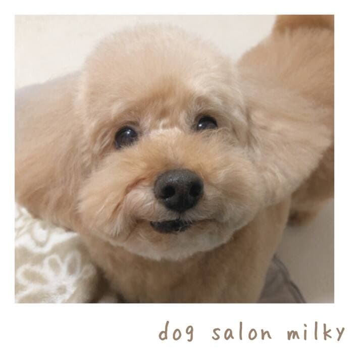 dog salon milkyの写真