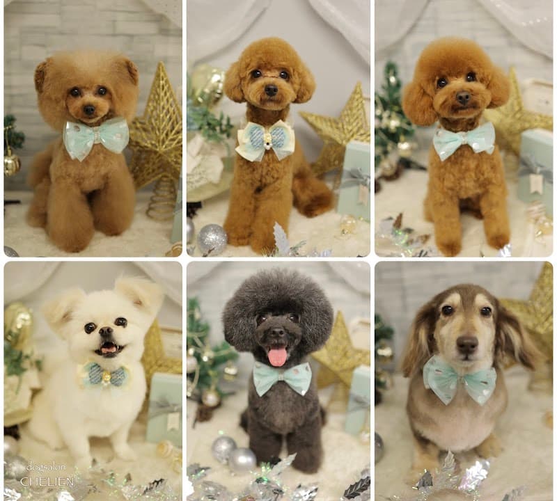 dogsalon CHELIEN(ドッグサロン シェリアン)の写真