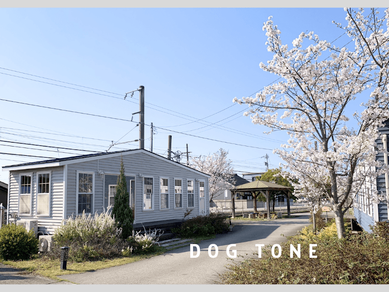 DOG TONEの写真