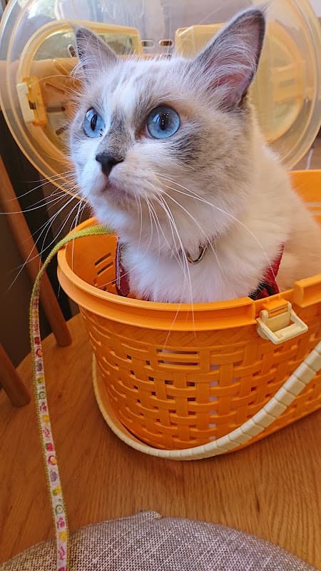 チェルシー動物病院の写真