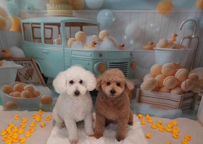 ペットサロン らぷすの写真