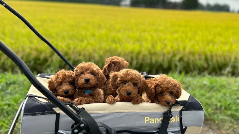 Petit Chien プティシアン 花巻の写真
