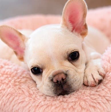 Petit Chien プティシアン 花巻の写真2