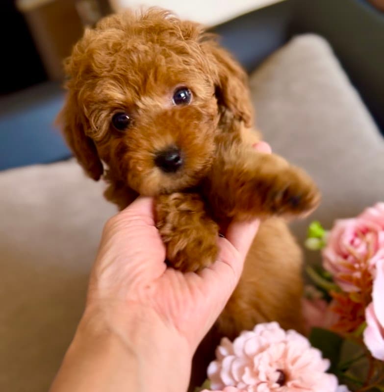 Petit Chien プティシアン 花巻の写真3
