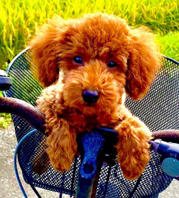 Petit Chien プティシアン 花巻の写真4