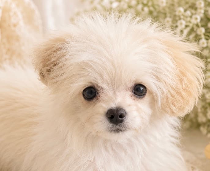 Petit Chien プティシアン 花巻の写真5