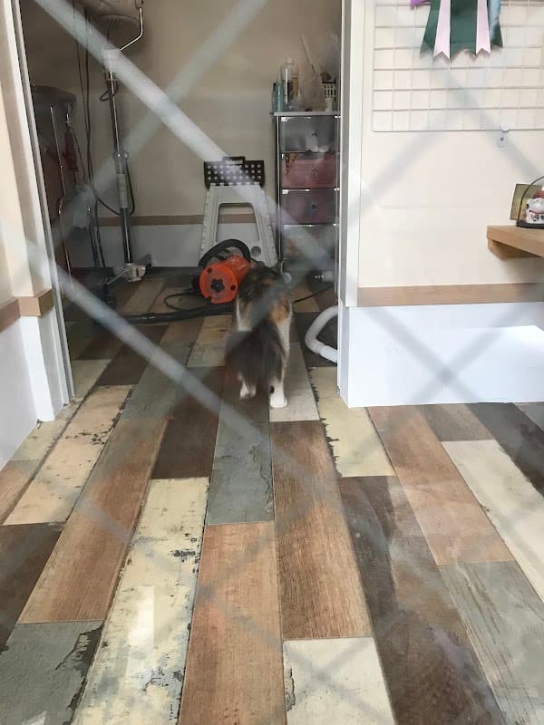 ペットサロンCHACHAの写真