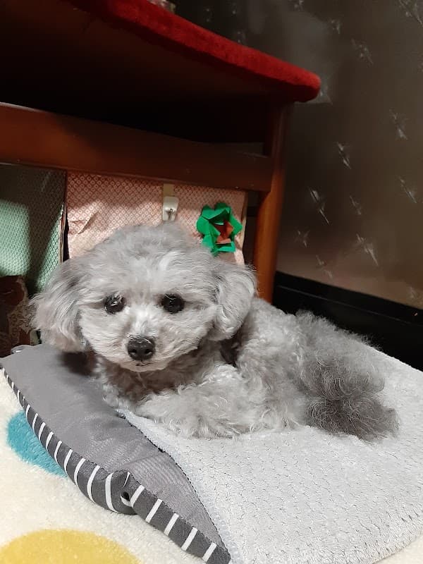いせ動物病院の写真