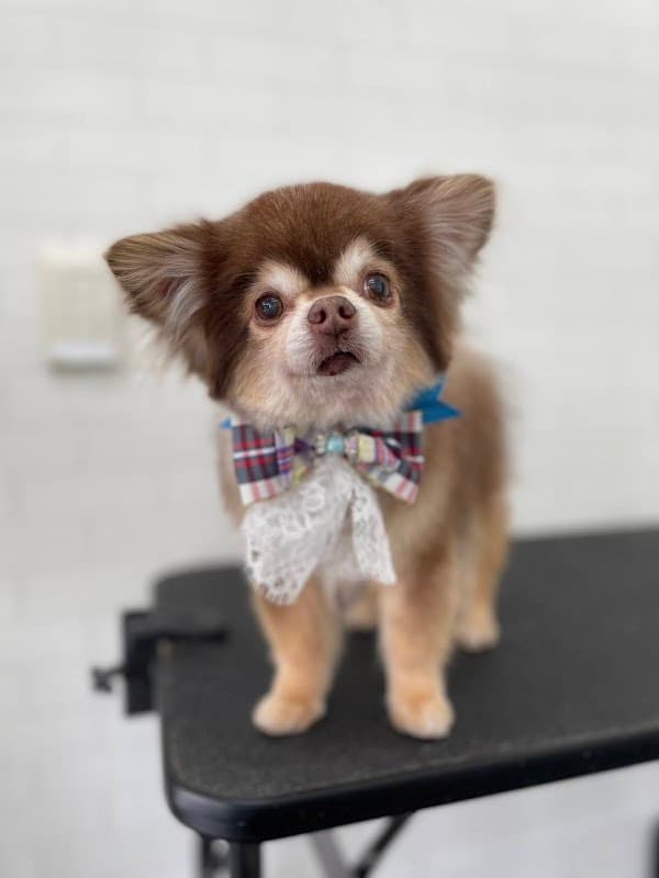 DogSalon Ankhの写真2