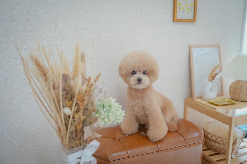 Dog Salon R·maisonの写真